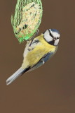 Blue tit Cyanistes caeruleus plavček_MG_1151-11.jpg