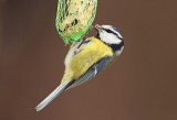 Blue tit Cyanistes caeruleus plavček_MG_1148-111.jpg