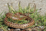 European ratsnake Zamenis situla leopardovka_MG_5613-11.jpg