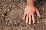 Brown bear track sled medveda_MG_4573-11.jpg