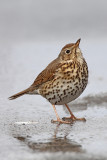Song thrush Turdus philomelos cikovt_MG_2868-11.jpg