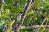 Green woodpecker Picus viridis zelena žolna_MG_0068-1.jpg