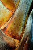 Palm tree trunk, Eden Project, Cornwall