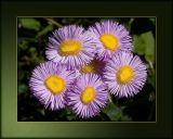 Yellow and mauve ones, Barrington