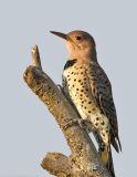 _JFF5382 Flicker.jpg
