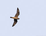 _JFF5433 Common Nighthawk Flight.jpg