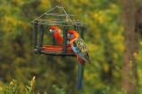 Crimson Rosellas