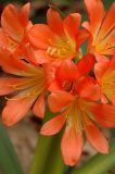 Clivia minima