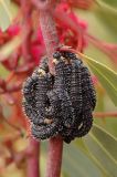 Sawfly (wasp) larvae