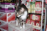 Hey, there's that crazy cat lady we heard about! She has cat treats!