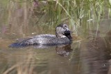 Musk Duck (Biziura lobata)