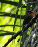 _MG_5127_BroadbillMotmot.jpg