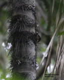 _MG_5213_BlkPalm.jpg