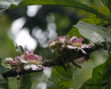 _MG_5245_flowering tree.jpg