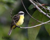 _MG_5374_Lesser Kiskadee.jpg