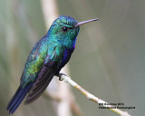 _MG_5644_VioletbellyHummer.jpg