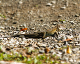 _MG_6222_lizard.jpg
