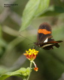 _MG_6594_Postman.jpg