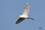 Cattle Egret (Bubulcus ibis, resident/migrant)
Habitat: Pastures, ricefields and marshes.
Shooting info - San Juan, La Union, April 28, 2013, 1D MIV + 500 f4 IS + Canon 1.4x TC II, 700 mm, f/7.1, ISO 400, 1/2000 sec, 475B/516 support, manual exposure in available light.