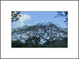 Painted Trees