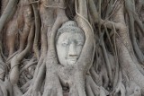 Buddha head overgrown by fig tree
