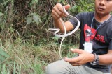 Khao Yai White Snake