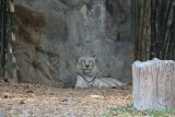 Siberian Tiger