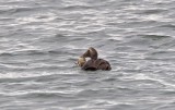Common Eider (F)