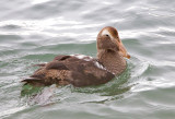 Common Eider (F)