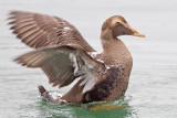 Common Eider (F)