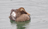 Common Eider (F)