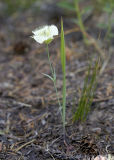 Calochortus subalpinus Subalpine mariposa lily