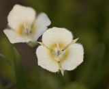 Calochortus subalpinus Subalpine mariposa lily