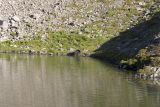 Swimming bear at Swimming Bear Lake, ONP