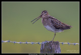 Common Snipe, Vombsjön