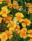 Poppies and popcorn flowers, Bartlett Lake, AZ