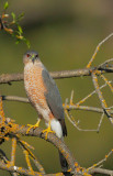 Cooper's Hawk