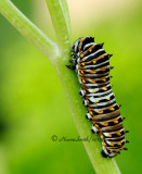 Black Swallowtail JN12 #2379