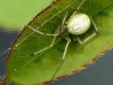 Enoplognatha ovata JN12 #2606