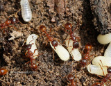 Myrmica rubra JN12 #0303