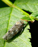 Allygus atomarius JN12 #1817