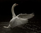 Falls.LEICESTER's SWAN