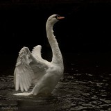 Falls.LEICESTER's SWAN