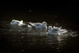 Falls.Leicester's Gulls
