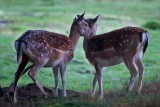 Falls.The Fallow Dear Brothers
