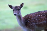 Falls.Fallow deer.