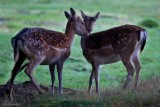 Falls.The Fallow Dear Brothers