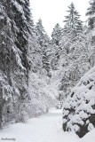 Free Nordic Ski