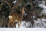 One of the Tourists of the Winter