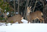 Couple of Tourists of the Winter